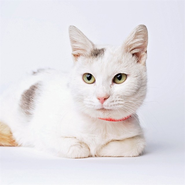 Name: Snowflake